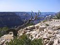 Grand Canyon (50)